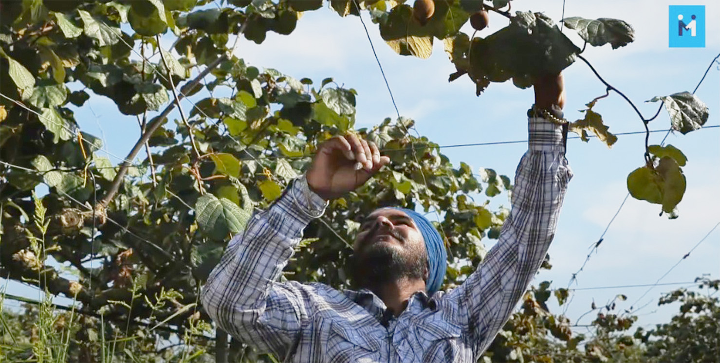 Lavoratore sick raccoglie i kiwi in una piantagione agricola della provincia di Latina