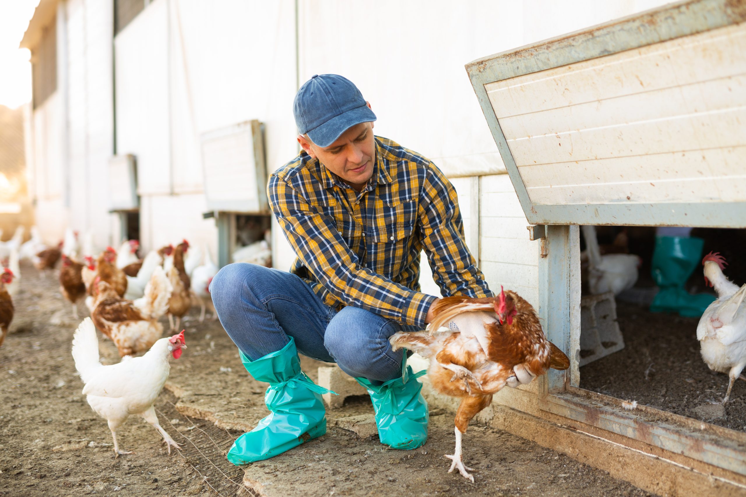 Un lavoratore avicolo si occupa dell'allevamento di pollame